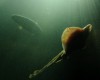Fundy Discovery Aquarium