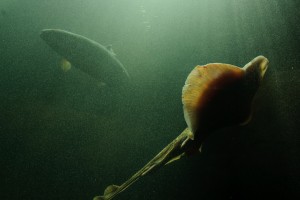 Fundy Discovery Aquarium