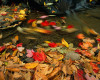 How To Photograph Fabulous Fall Leaves