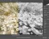 Pandemic Photo Challenge: Black and White Reprocessing