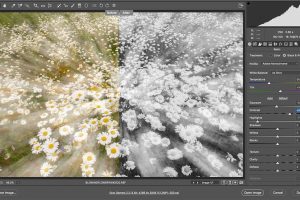 Pandemic Photo Challenge: Black and White Reprocessing