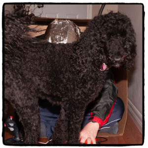 Dog was concerned as none of this made any sense to her.